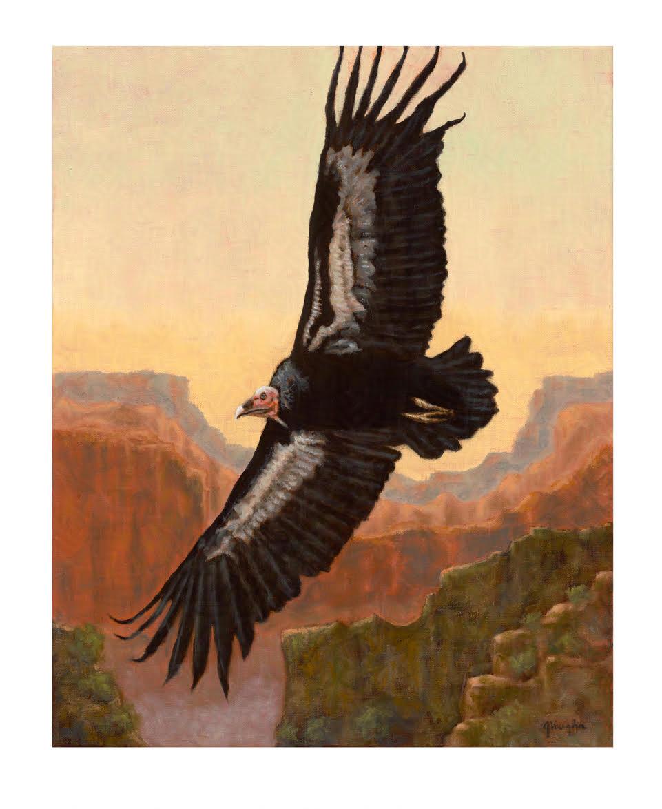 Finding the California Condor: A Journey from Childhood Wonder to Conservation Through Art