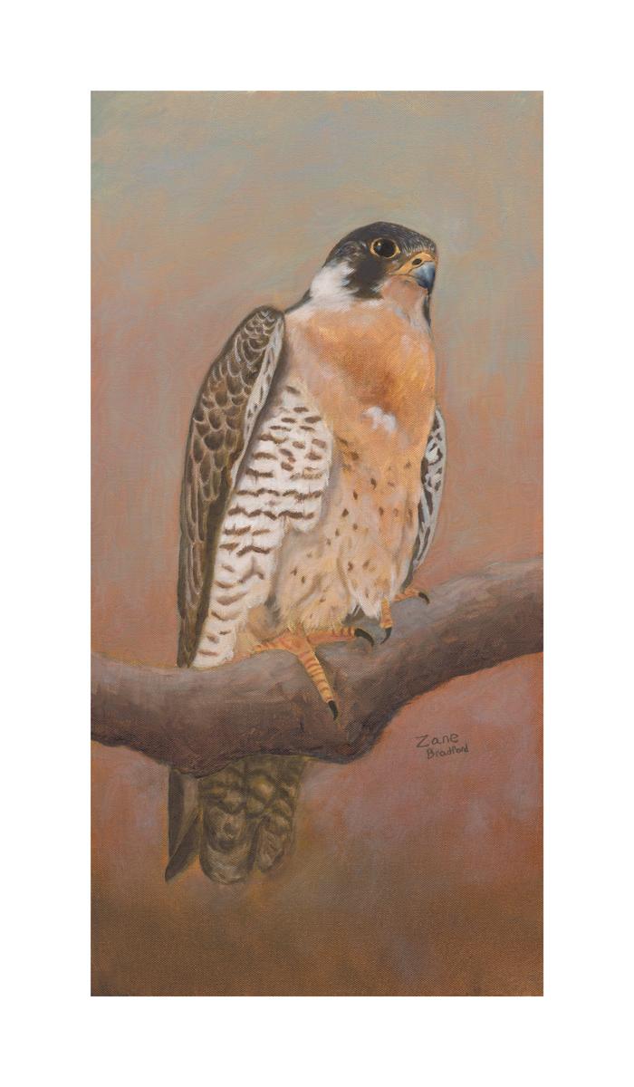 Conservation Is Never Finished: The Peregrine Falcon's Story