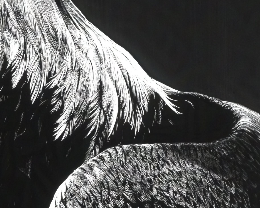 detail of eagle feathers black and white