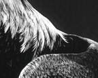 detail of eagle feathers black and white