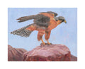 Aplomado Falcon (falcon with mouse)