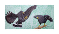 Black Hawk Convergence