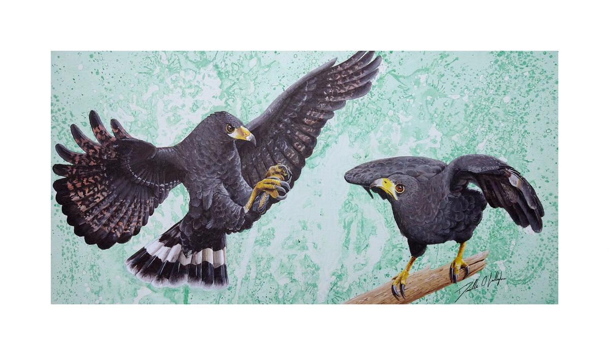Black Hawk Convergence