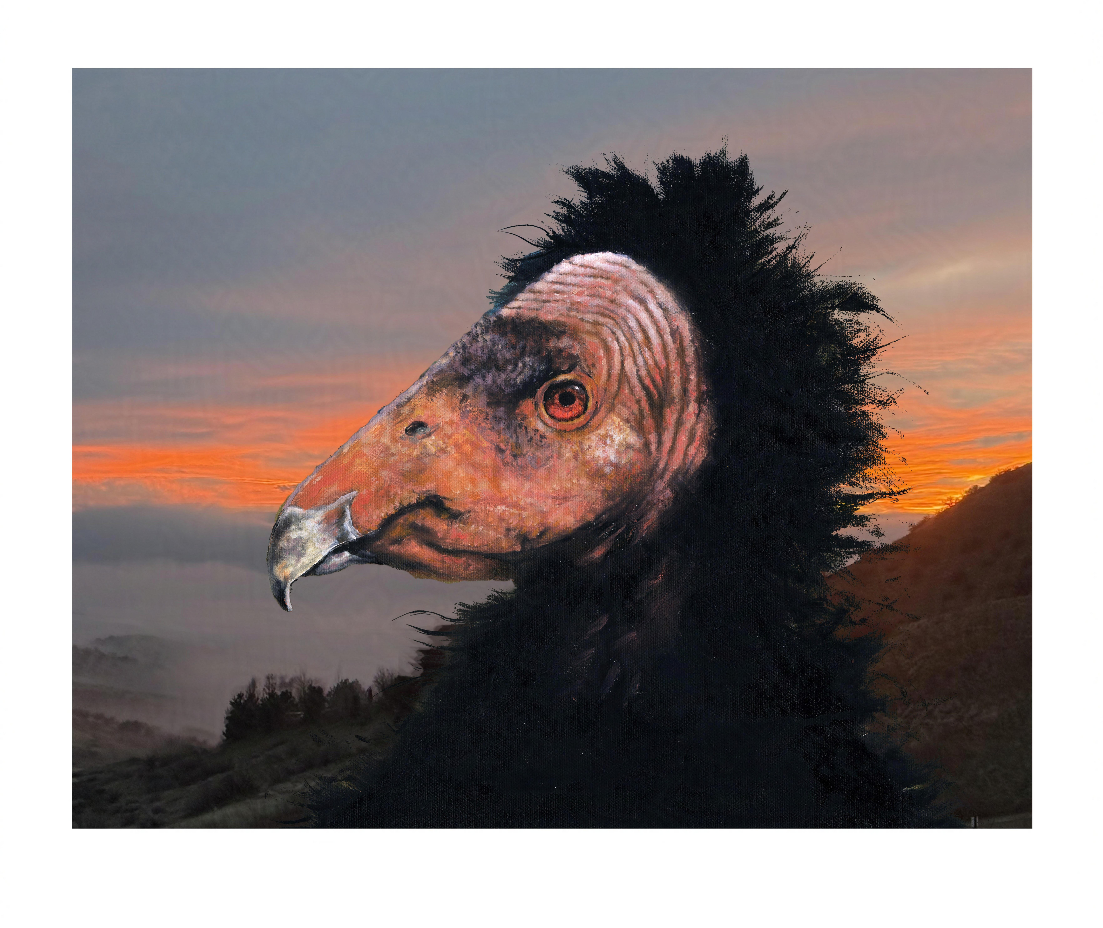 Condor Sunset