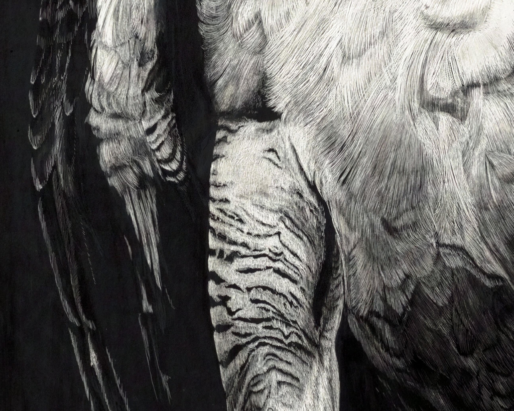 detailed view of eagle feathers black and white