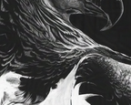 eagle feathers close up black and white