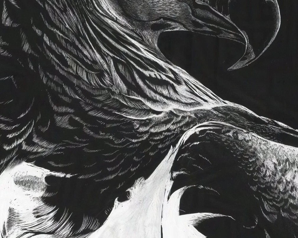 eagle feathers close up black and white