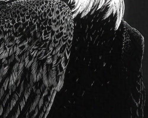 detailed eagle feathers zoomed in