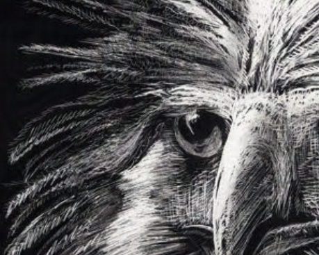 Black and white drawing of an eagle with detailed feathers on a dark background