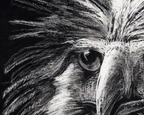 Black and white drawing of an eagle with detailed feathers on a dark background