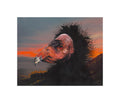Condor Sunset