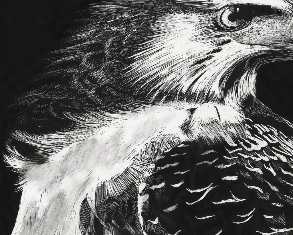 Black and white drawing of a detailed hawk on a dark background