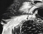 Black and white drawing of a detailed hawk on a dark background