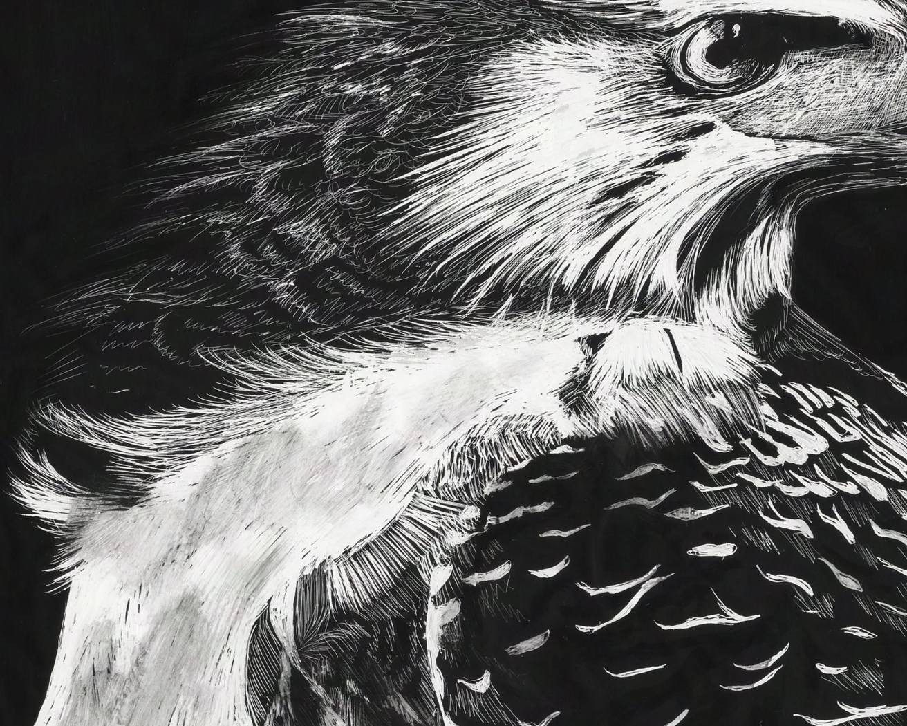 Black and white drawing of a detailed hawk on a dark background